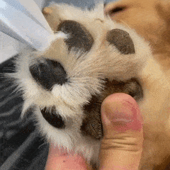 CleanPaws™ Electric Fur Trimmer (Rechargeable)